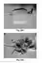 Fig. 28 - Modified macromolecules and associated methods of synthesis and use