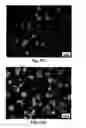 Fig. 40 - Modified macromolecules and associated methods of synthesis and use