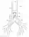 Fig. 01 - Systems and methods for impairing smooth muscle tissue function