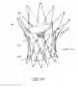 Fig. 17 - Prosthetic valve for transluminal delivery