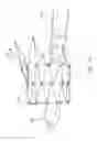 Fig. 22 - Prosthetic valve for transluminal delivery