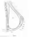 Fig. 03 - Prosthetic breast support