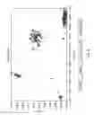 Fig. 03 - Computer algorithm for automatic allele determination from fluorometer genotyping device