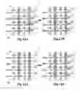 Fig. 07 - System of rotating data in a plurality of processing elements