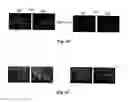 Fig. 10 - CASPASE-8 AND SKIN DISEASE