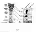 Fig. 12 - CASPASE-8 AND SKIN DISEASE