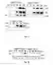 Fig. 13 - CASPASE-8 AND SKIN DISEASE