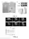 Fig. 04 - Triple-fusion constructs and methods of monitoring human embryonic stem cells