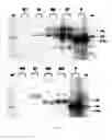 Fig. 03 - F1B-TMIR plasmid vector and transgenic mouse