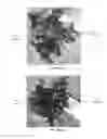Fig. 01 - Lettuce variety salmon
