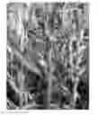 Fig. 01 - Engineering single-gene-controlled staygreen potential into plants