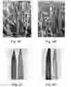 Fig. 04 - Engineering single-gene-controlled staygreen potential into plants