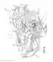 Fig. 06 - Siderail assembly for patient support apparatus