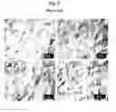 Fig. 03 - Basecoat and Associated Paperboard Structure