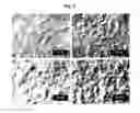Fig. 04 - Basecoat and Associated Paperboard Structure