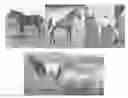 Fig. 01 - Identification of the causative mutation for leopard complex spotting and congenital stationary night blindness in equines and a method for testing for same