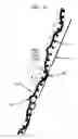 Fig. 11 - Absorbent sheet of cellulosic fibers