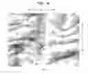 Fig. 18 - Absorbent sheet of cellulosic fibers