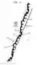 Fig. 11 - Method of making a fabric-creped absorbent cellulosic sheet