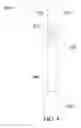 Fig. 05 - Temperature changing device