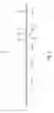 Fig. 04 - INCENDIARY CAPSULE