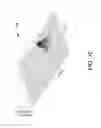 Fig. 07 - System and method for determining object information using an estimated rigid motion response