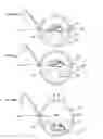 Fig. 32 - Translating multifocal eyeglass lenses