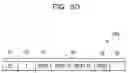 Fig. 31 - Apparatus and method for packet forwarding