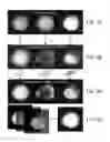 Fig. 08 - Method and device for multi-parameter imaging within a single fluorescent channel