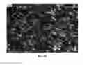 Fig. 20 - Nanowire preparation methods, compositions, and articles