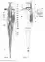 Fig. 03 - Mechanical pipette with adjustable volume value of aspirated liquid
