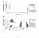 Fig. 04 - Targeting Kidney Mesangium With Nanoparticles of Defined Diameter
