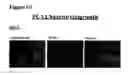 Fig. 87 - Anti-NGF compositions and use thereof