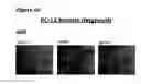 Fig. 88 - Anti-NGF compositions and use thereof