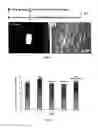 Fig. 07 - Use of a fluorinated polymer as a contrast agent in solid state 19F magnetic resonance imaging (MRI), scaffold comprising said polymer and use thereof