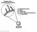 Fig. 01 - Carbohydrate-mediated tumor targeting