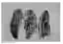 Fig. 01 - Lepidopteran moth control using double-stranded RNA constructs