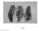 Fig. 03 - Lepidopteran moth control using double-stranded RNA constructs