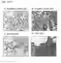 Fig. 02 - COMPOSITIONS AND METHODS TO INDUCE TARGETED APOPTOSIS