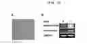 Fig. 03 - COMPOSITION FOR HARD TISSUE FORMATION AND, DENTIN OR PULP REGENERATION CONTAINING AMELOBLAST, APICAL BUD CELL OR ITS CULTURE FLUID AS AN ACTIVE INGREDIENT