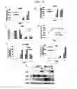 Fig. 04 - COMPOSITION FOR HARD TISSUE FORMATION AND, DENTIN OR PULP REGENERATION CONTAINING AMELOBLAST, APICAL BUD CELL OR ITS CULTURE FLUID AS AN ACTIVE INGREDIENT