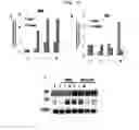 Fig. 05 - COMPOSITION FOR HARD TISSUE FORMATION AND, DENTIN OR PULP REGENERATION CONTAINING AMELOBLAST, APICAL BUD CELL OR ITS CULTURE FLUID AS AN ACTIVE INGREDIENT