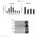 Fig. 07 - COMPOSITION FOR HARD TISSUE FORMATION AND, DENTIN OR PULP REGENERATION CONTAINING AMELOBLAST, APICAL BUD CELL OR ITS CULTURE FLUID AS AN ACTIVE INGREDIENT