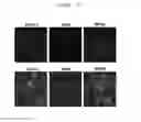 Fig. 08 - COMPOSITION FOR HARD TISSUE FORMATION AND, DENTIN OR PULP REGENERATION CONTAINING AMELOBLAST, APICAL BUD CELL OR ITS CULTURE FLUID AS AN ACTIVE INGREDIENT