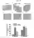 Fig. 09 - COMPOSITION FOR HARD TISSUE FORMATION AND, DENTIN OR PULP REGENERATION CONTAINING AMELOBLAST, APICAL BUD CELL OR ITS CULTURE FLUID AS AN ACTIVE INGREDIENT