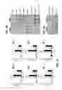 Fig. 04 - Methods and Compositions for Tissue Engineering