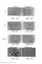 Fig. 04 - Conditioned medium and proliferated cell lines produced therefrom