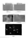 Fig. 05 - Conditioned medium and proliferated cell lines produced therefrom
