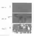 Fig. 07 - Conditioned medium and proliferated cell lines produced therefrom