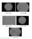 Fig. 12 - Conditioned medium and proliferated cell lines produced therefrom